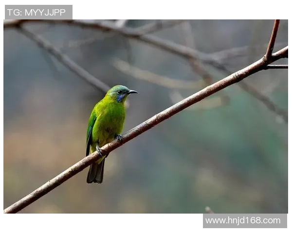绿雉的栖息地与生态习性探秘：保护这片美丽羽翼的必要性与行动